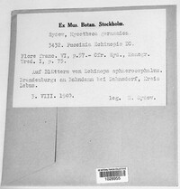 Puccinia echinopis image